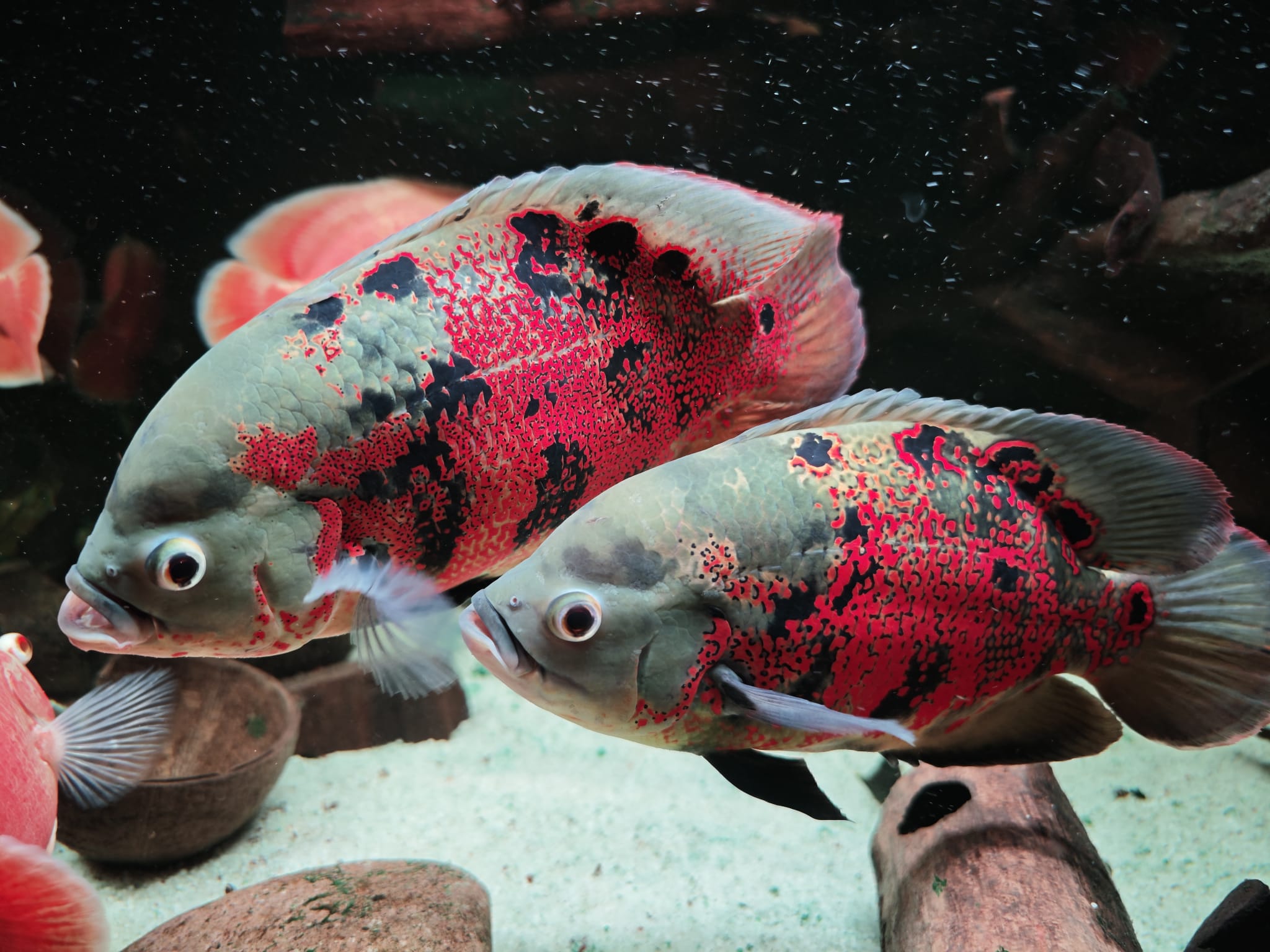 Astronotus sp. 