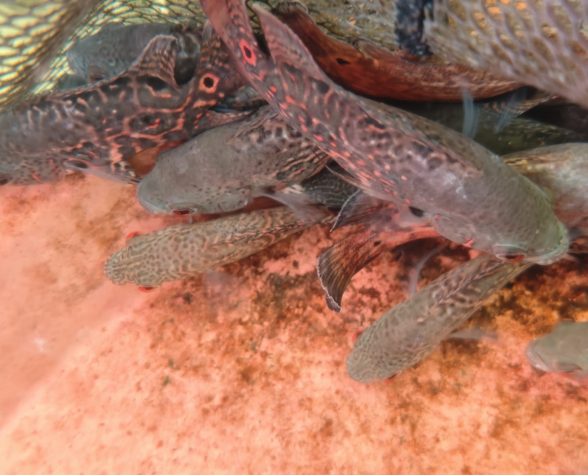 Astronotus sp. "Peru"