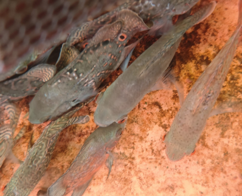 Astronotus sp. "Peru"