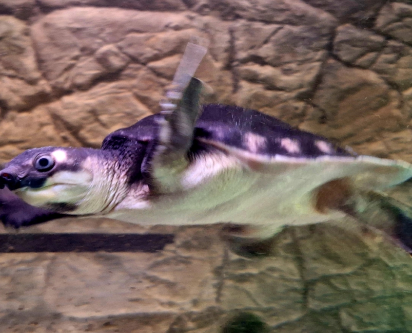 Papua-Weichschildkröte (Carettochelys insculpta)