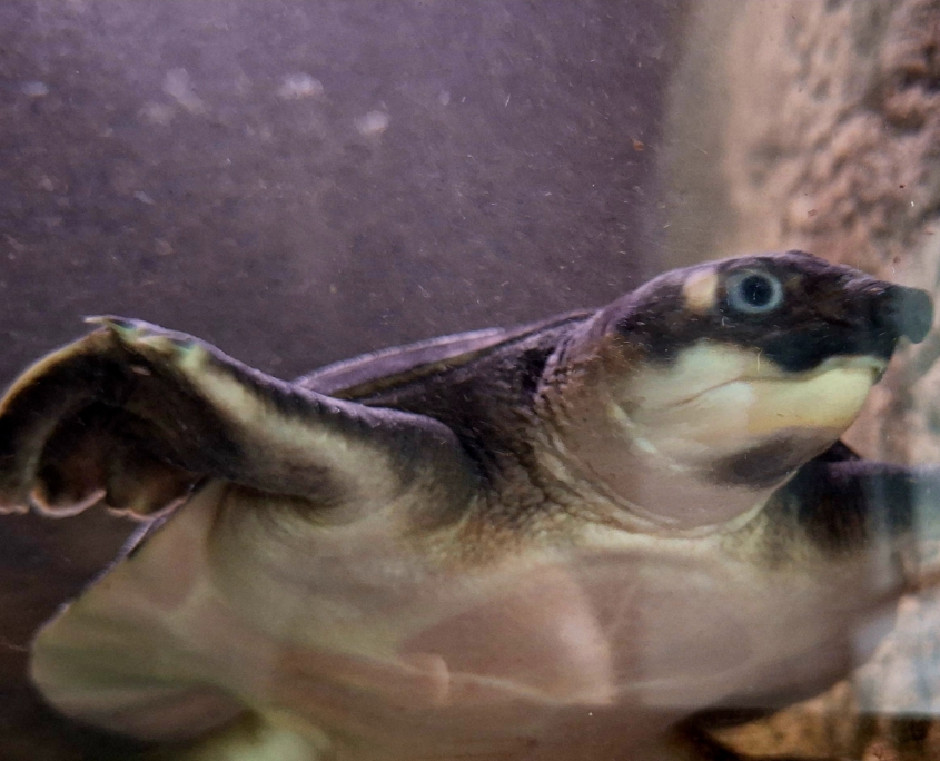 Papua-Weichschildkröte Carettochelys insculpta