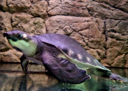 Papua-Weichschildkröte (Carettochelys insculpta)