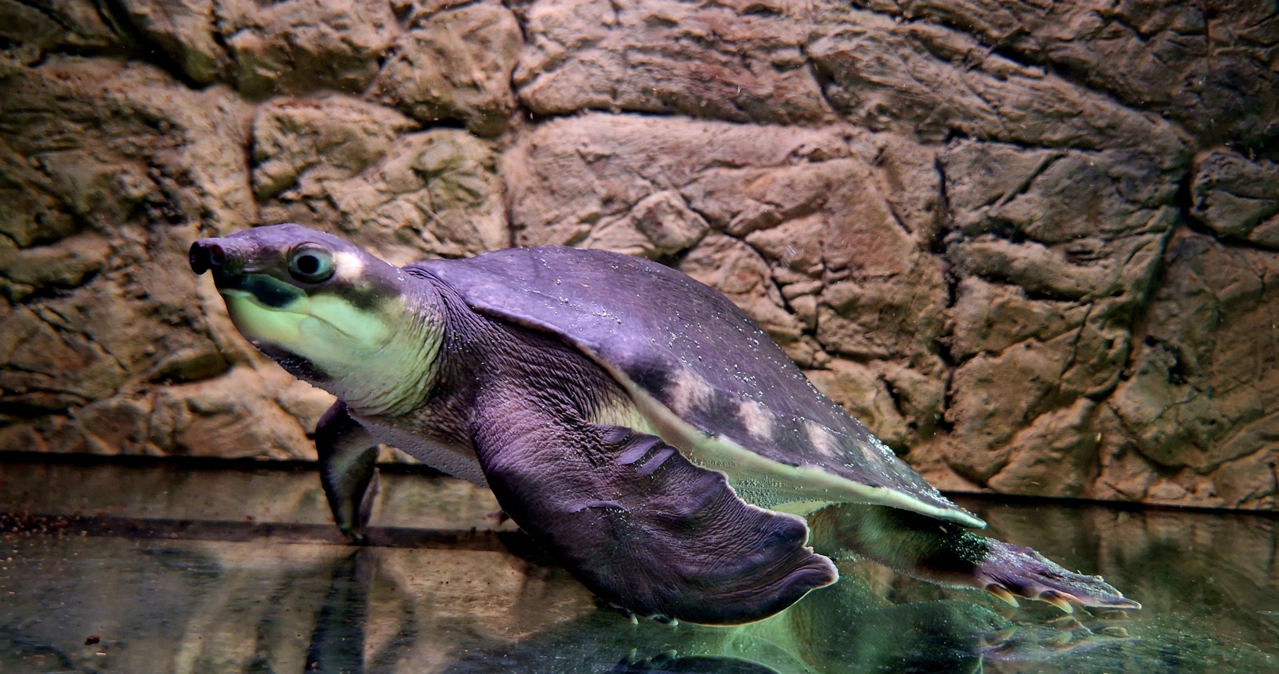 Papua-Weichschildkröte (Carettochelys insculpta)