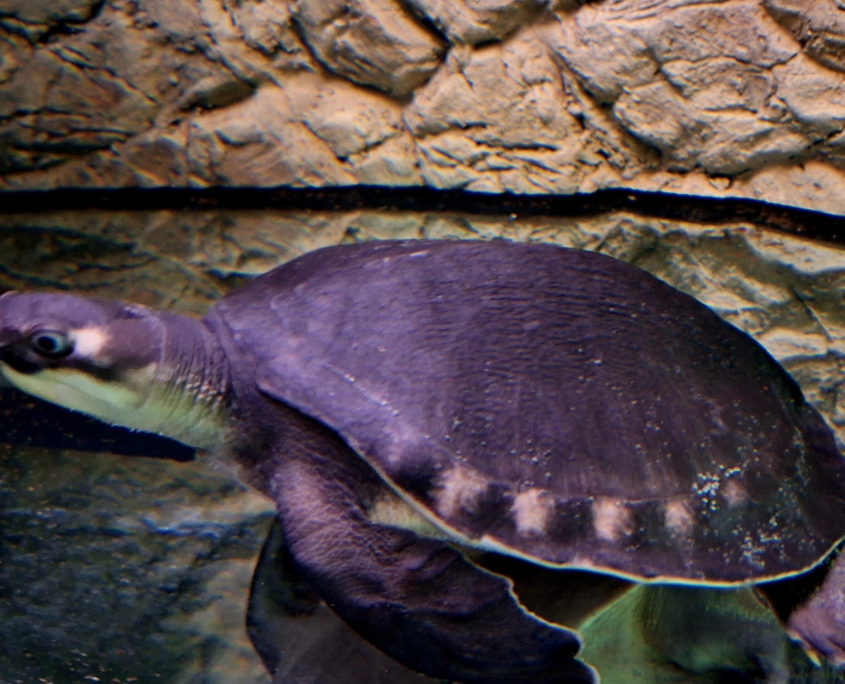 Papua-Weichschildkröte (Carettochelys insculpta)