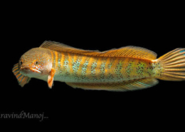 Channa amphibeus
