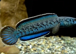 Channa sp. Insane