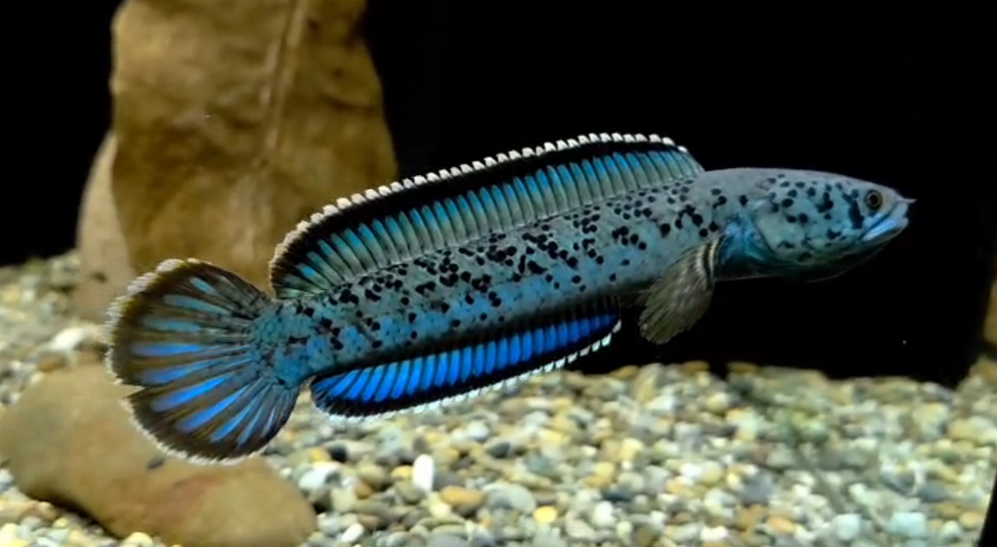Channa sp. Insane
