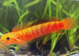Channa asiatica "Xanthic Full Red"