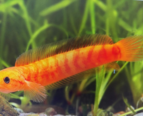 Channa asiatica "Xanthic Full Red"