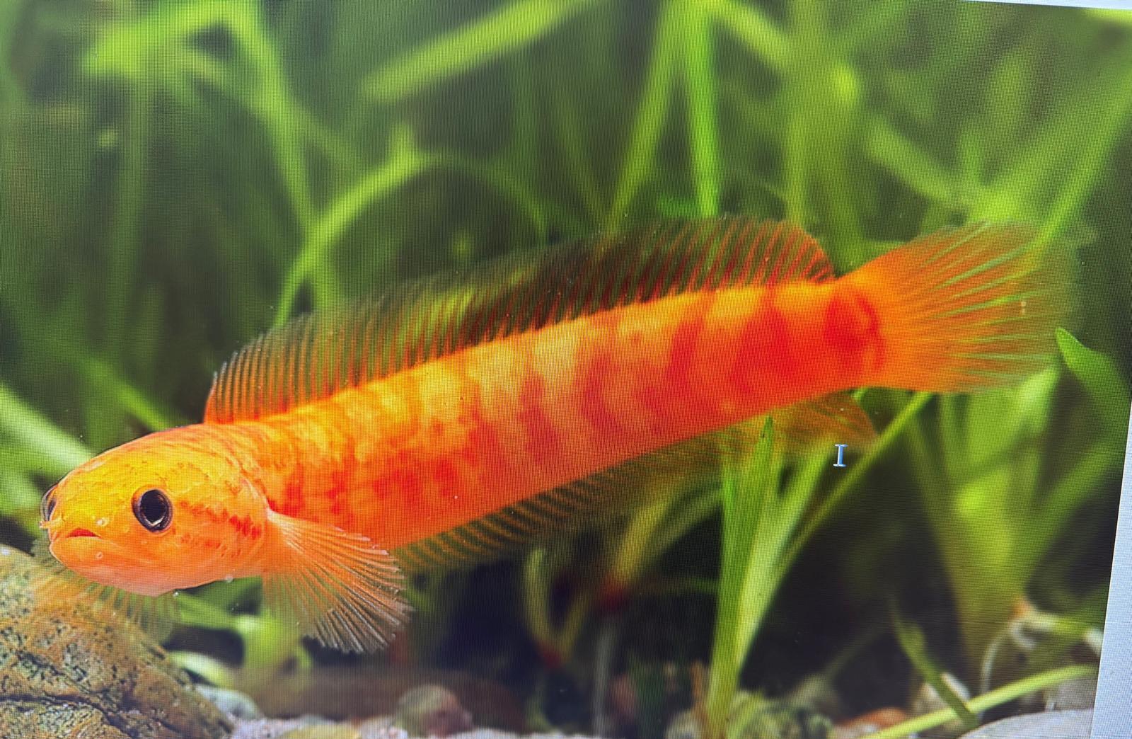 Channa asiatica 