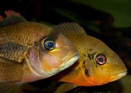 Heterochromis multidens