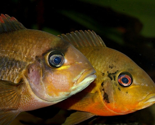 Heterochromis multidens