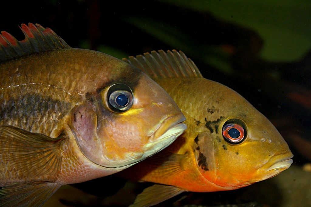 Heterochromis multidens